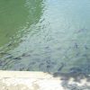 高松城下で奨励された水任流泳法とは？